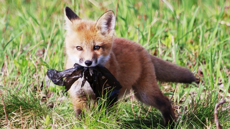 A red fox kit playing with a piece of plastic bag