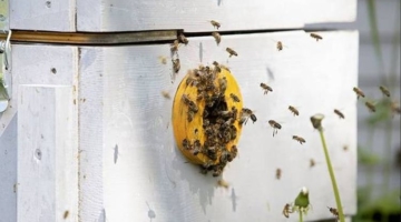 Forskere opdagede en bikube af plast